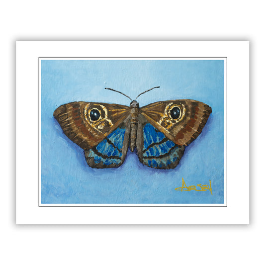 Purple-washed Eyed Metalmark butterfly artwork – Sacred Light acrylic painting print