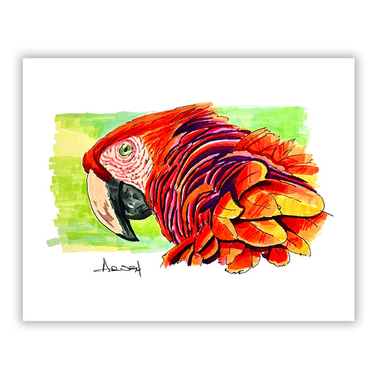 Close-up sketch of a vibrant red scarlet macaw with bold tropical colors.