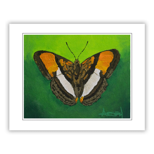 Painting of a butterfly on a green background with a white border