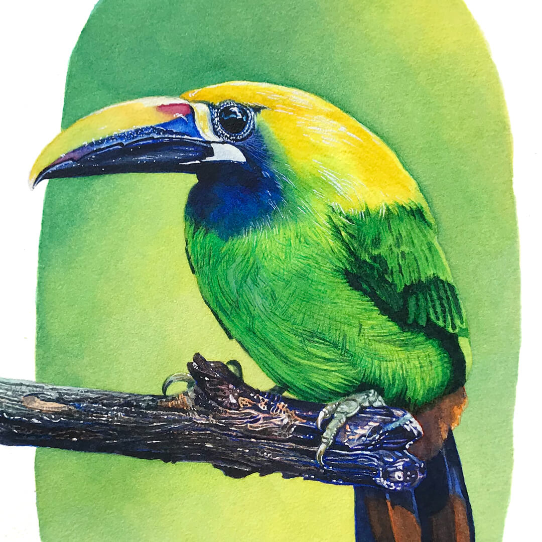 Arsen Art Studio Emerald Toucanet Watercolor