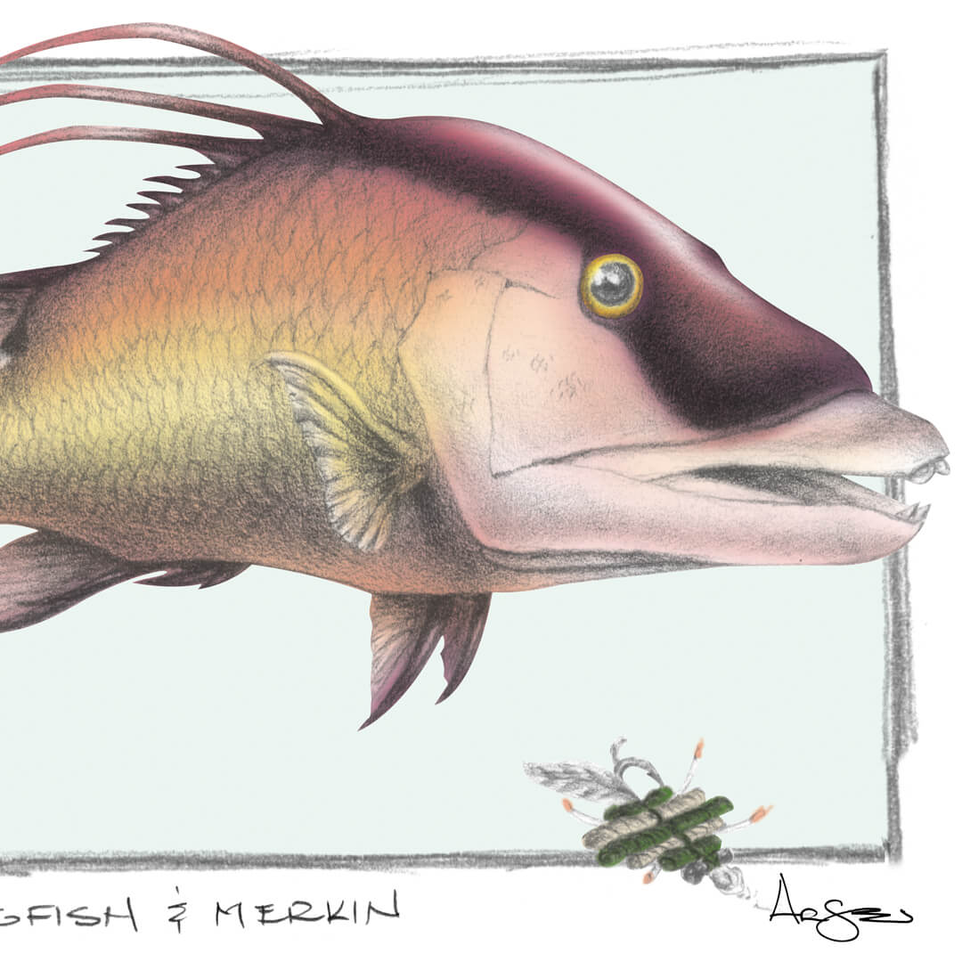 Arsen Art Studio Hogfish Graphite Pencil Digital Color