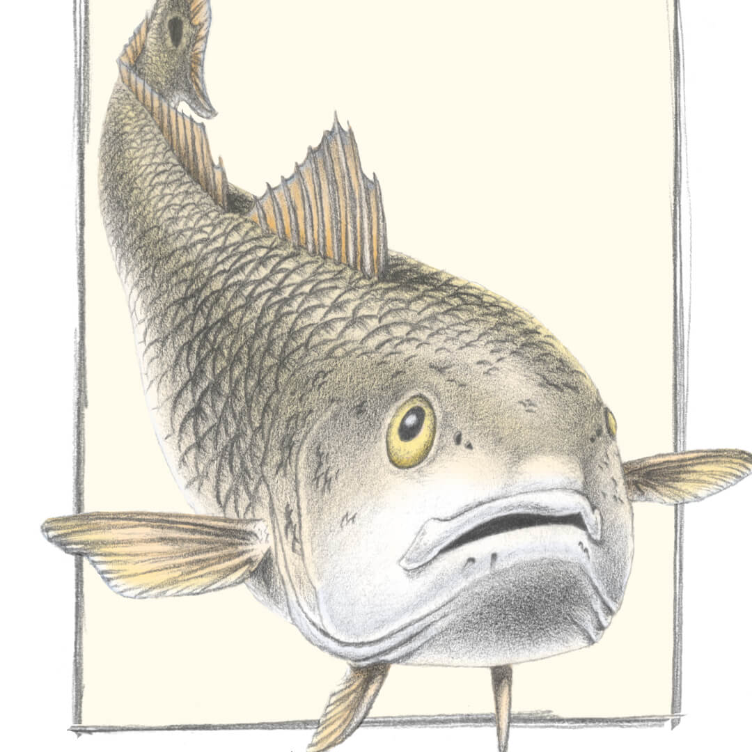 Arsen Art Studio Redfish Graphite Pencil Digital Color