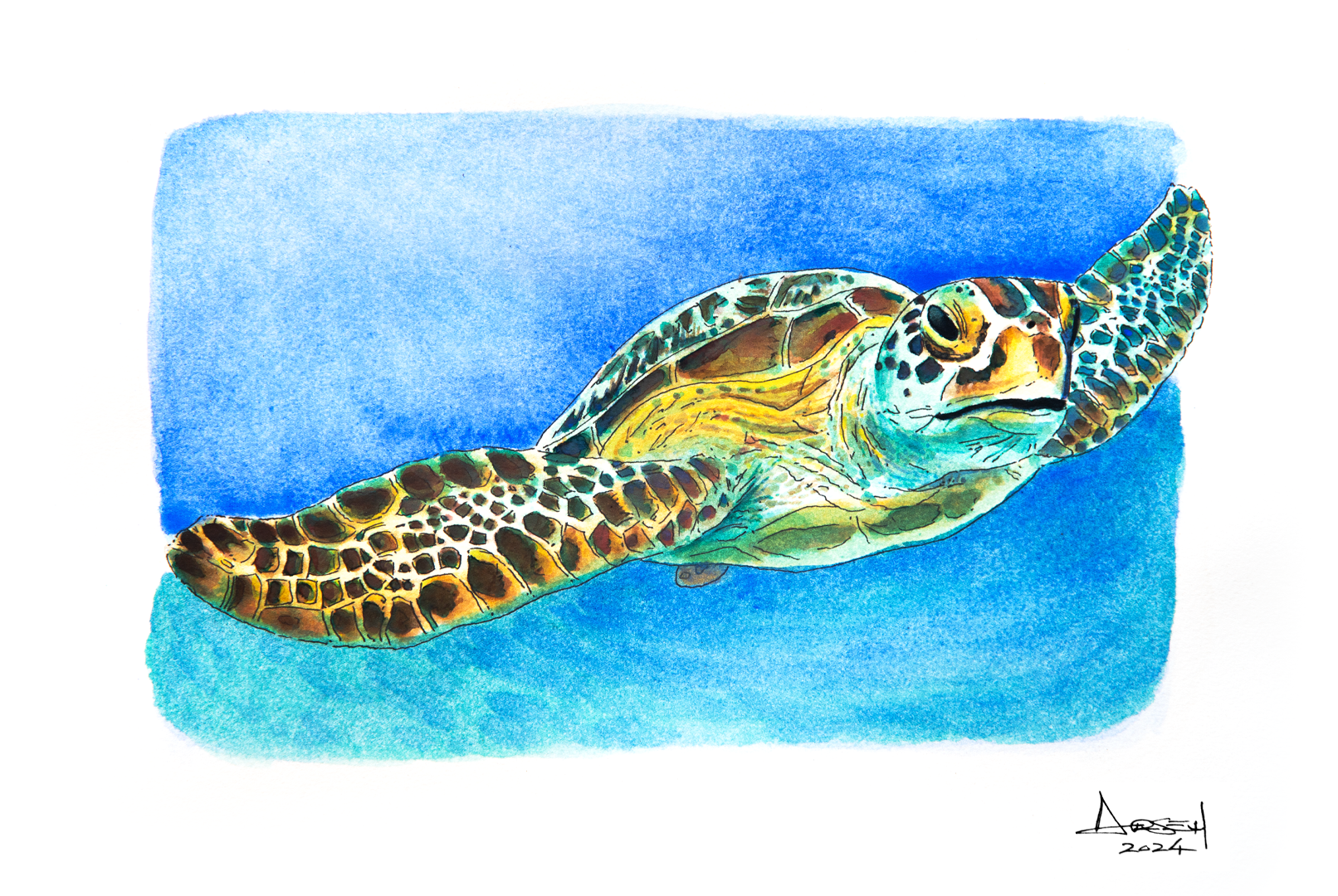 Arsen Art Studio - Green Sea Turtle Pen & Ink & Watercolor