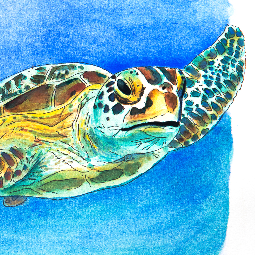 Arsen Art Studio - Green Sea Turtle Pen & Ink & Watercolor